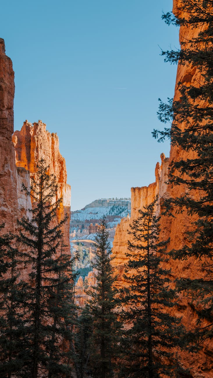 Stunning view of Bryce Canyon's red rock formations and alpine trees at sunrise.
